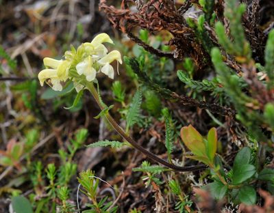 Pedicularis lapponica.jpg