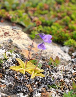 Pinguicula vulgaris.jpg