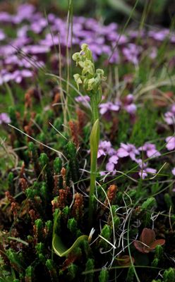 Platanthera oligantha