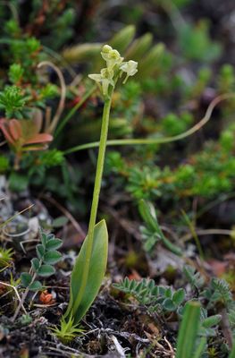 Platanthera oligantha