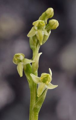 Platanthera oligantha. Close-up.