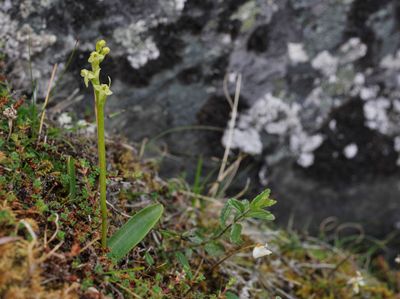 Platanthera oligantha