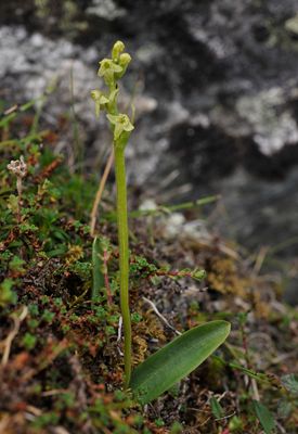 Platanthera oligantha