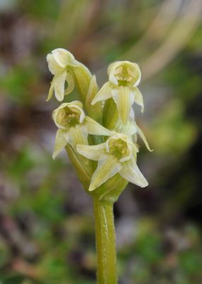 Platanthera oligantha