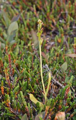 Platanthera oligantha. In fruit.