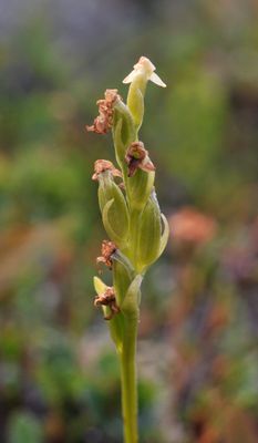 Platanthera oligantha. In fruit.