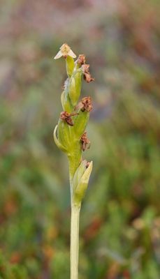 Platanthera oligantha in fruit.