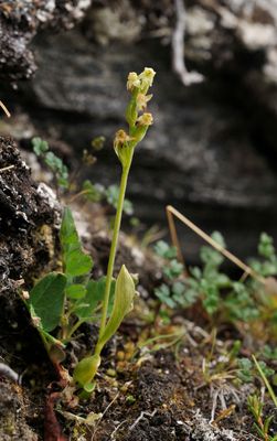 Platanthera oligantha. Plants wilting soon after flowering.
