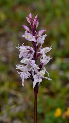 Dactylorhiza fuchsii mutant. Closer.jpg