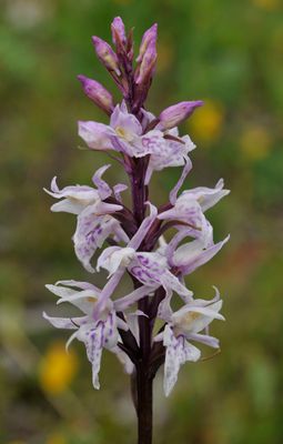 Dactylorhiza fuchsii mutant. Close-up.jpg