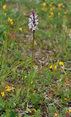 Dactylorhiza fuchsii mutant.jpg