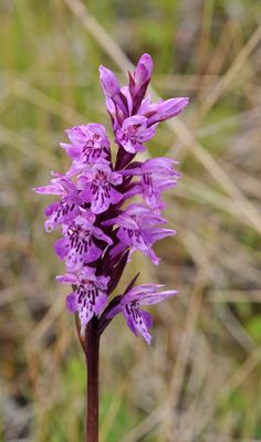 Dactylorhiza fuchsii. Closer.jpg
