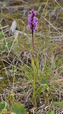 Dactylorhiza fuchsii.jpg