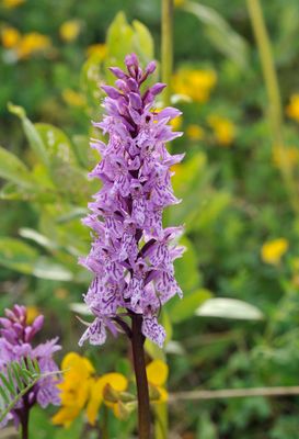 Dactylorhiza fuchsii. Closer.2.jpg