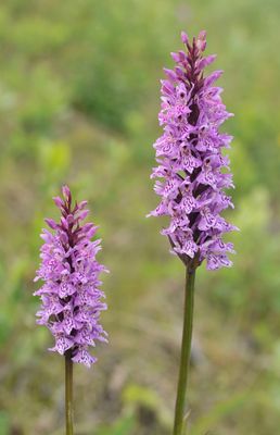 Dactylorhiza fuchsii. Closer.3.jpg