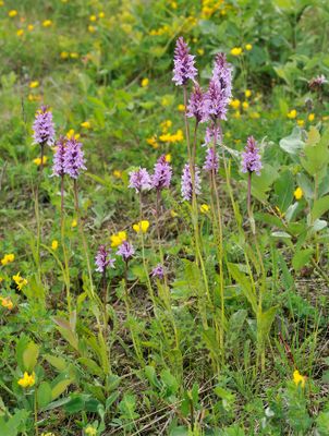 Dactylorhiza fuchsii.2.jpg