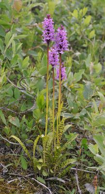 Dactylorhiza fuchsii.4.jpg