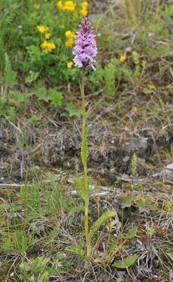 Dactylorhiza.3.jpg