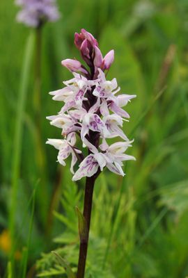 Dactylorhiza fuchsii mutant. Closer 2.jpg