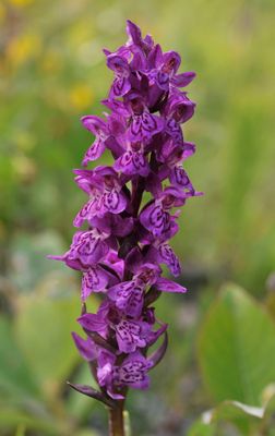 Dactylorhiza lapponica. Closer.jpg