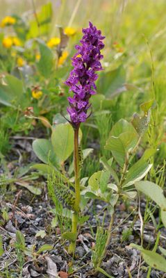 Dactylorhiza lapponica.jpg