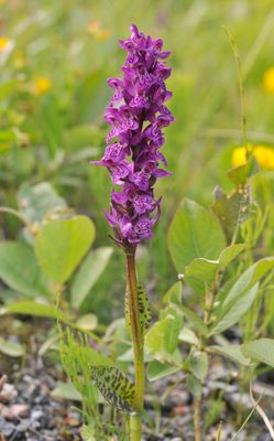 Dactylorhiza lapponica. Closer.2.jpg