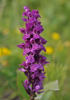 Dactylorhiza lapponica. Closer.3.jpg
