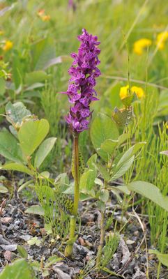 Dactylorhiza lapponica.2.jpg
