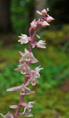Epipactis purpurata f. rosea. Closer.