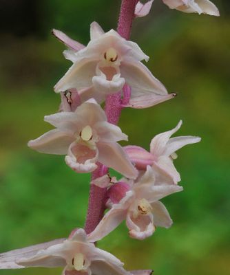 Epipactis purpurata f. rosea. Close-up.