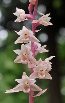 Epipactis purpurata f. rosea. Close-up.