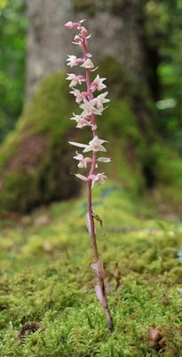 Epipactis purpurata f. rosea.