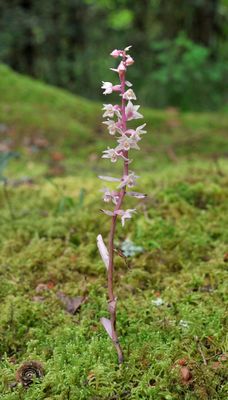 Epipactis purpurata f. rosea