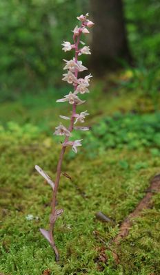 Epipactis purpurata f. rosea.