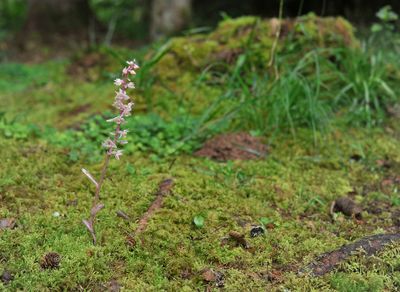 Epipactis purpurata f. rosea
