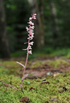 Epipactis purpurata f. rosea.