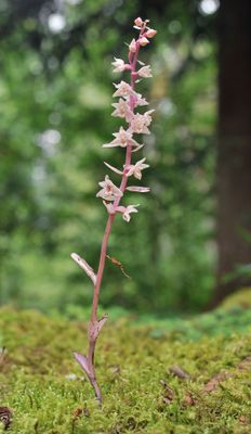 Epipactis purpurata f. rosea.