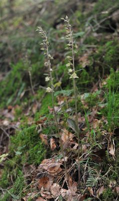 Epipactis purpurata