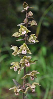 Epipactis purpurata. Closer.