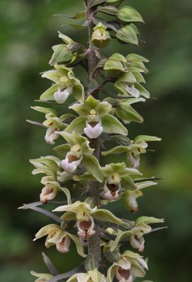 Epipactis purpurata. Closer.