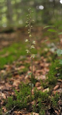Epipactis purpurata