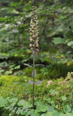 Epipactis purpurata