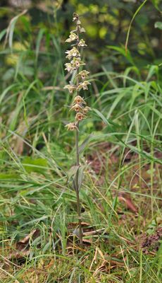 Epipactis purpurata