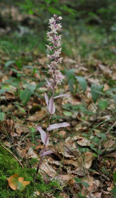 Epipactis purpurata f. rosea