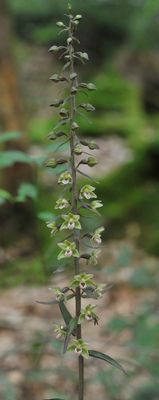 Epipactis purpurata. Closer.