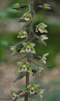 Epipactis purpurata. Closer.