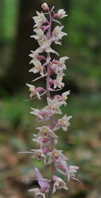 Epipactis purpurata. Closer.