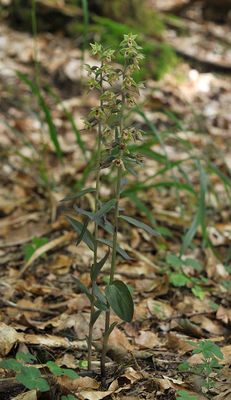Epipactis purpurata