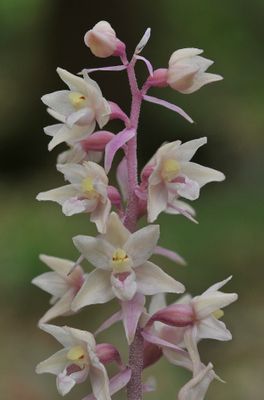 Epipactis purpurata f. rosea. Close-up.