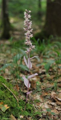 Epipactis purpurata f. rosea